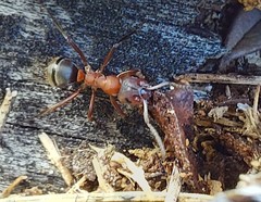 Formica truncorum