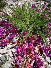 Astragalus monspessulanus monspessulanus