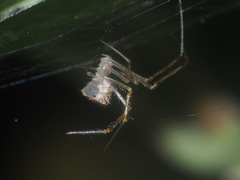 Meotipa spiniventris