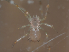 Meotipa spiniventris