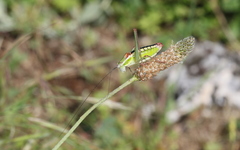 Poecilimon macedonicus