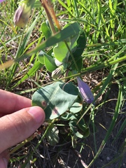 Penstemon grandiflorus