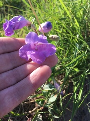 Penstemon grandiflorus