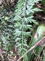 Asplenium praemorsum