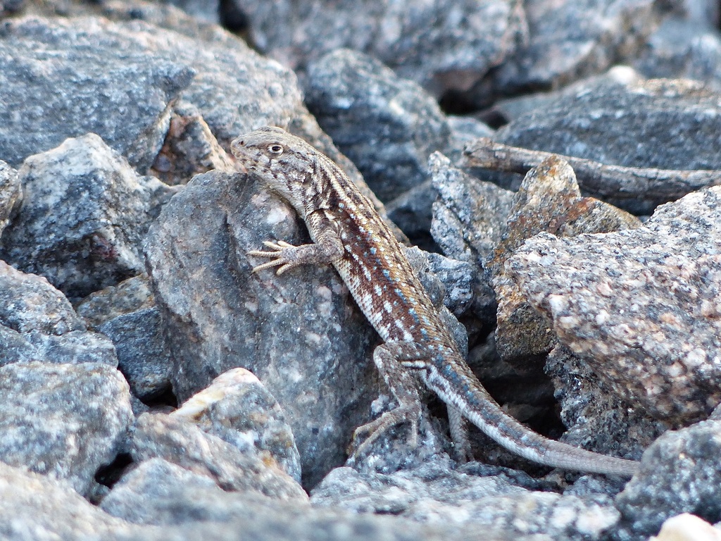 Quilmes Smooth-throated Lizard
