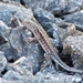 Quilmes Smooth-throated Lizard - Photo (c) Carlos Schmidtutz, some rights reserved (CC BY-NC), uploaded by Carlos Schmidtutz