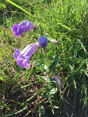 Penstemon grandiflorus