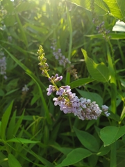 Orbexilum onobrychis