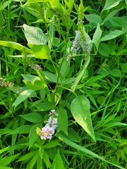 Orbexilum onobrychis