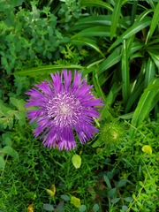 Stokesia