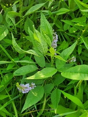 Orbexilum onobrychis