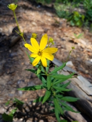 Coreopsis major