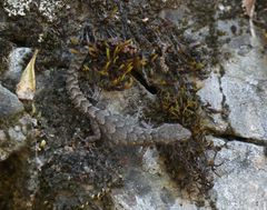 Mediodactylus orientalis