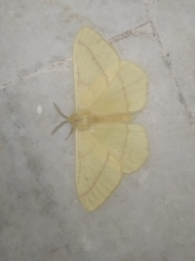 Eupterote bifasciata