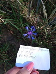 Centaurea cyanus