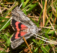 Catocala coccinata