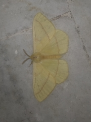 Eupterote bifasciata