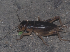Tarbinskiellus portentosus
