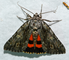 Catocala coccinata