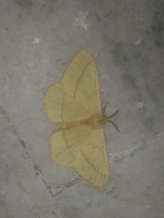 Eupterote bifasciata