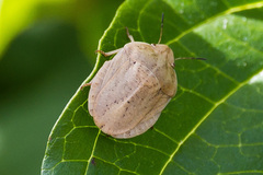 Eurygaster austriaca