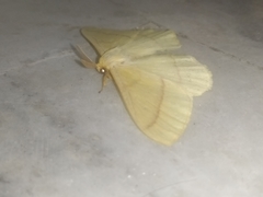 Eupterote bifasciata