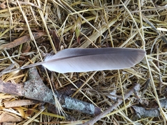 Streptopelia decaocto