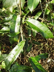 Aristolochia maxima