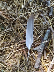 Streptopelia decaocto