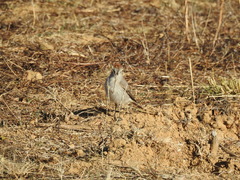 Muscisaxicola rufivertex