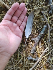 Streptopelia decaocto