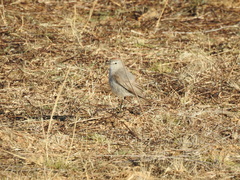 Muscisaxicola rufivertex