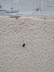 Opilio parietinus