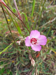 Clarkia franciscana