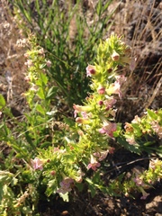 Penstemon deustus