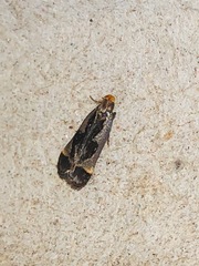 Dichomeris ochripalpella