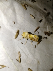 Euchalcia variabilis