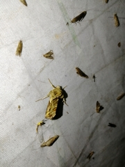 Euchalcia variabilis