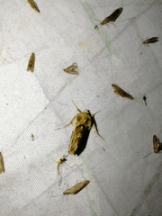 Euchalcia variabilis