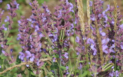 Poecilimon macedonicus