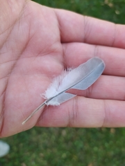 Streptopelia decaocto