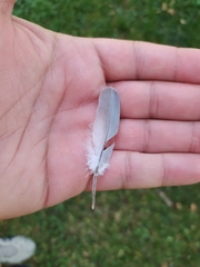 Streptopelia decaocto