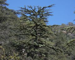 Cedrus brevifolia