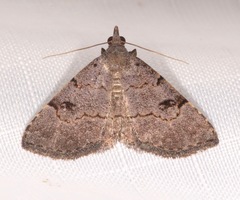 Nychioptera noctuidalis
