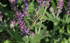 Poecilimon macedonicus