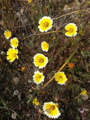 Layia platyglossa