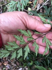 Asplenium praemorsum