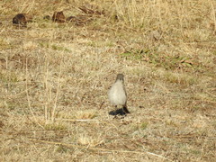 Muscisaxicola cinereus