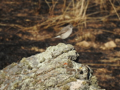 Muscisaxicola cinereus