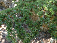 Cedrus brevifolia